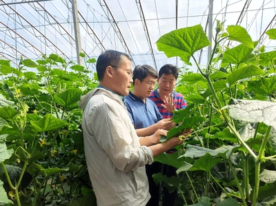 山東省農(nóng)業(yè)技術(shù)推廣中心 系統(tǒng)著力抓夏管，強(qiáng)化服務(wù)促豐收
